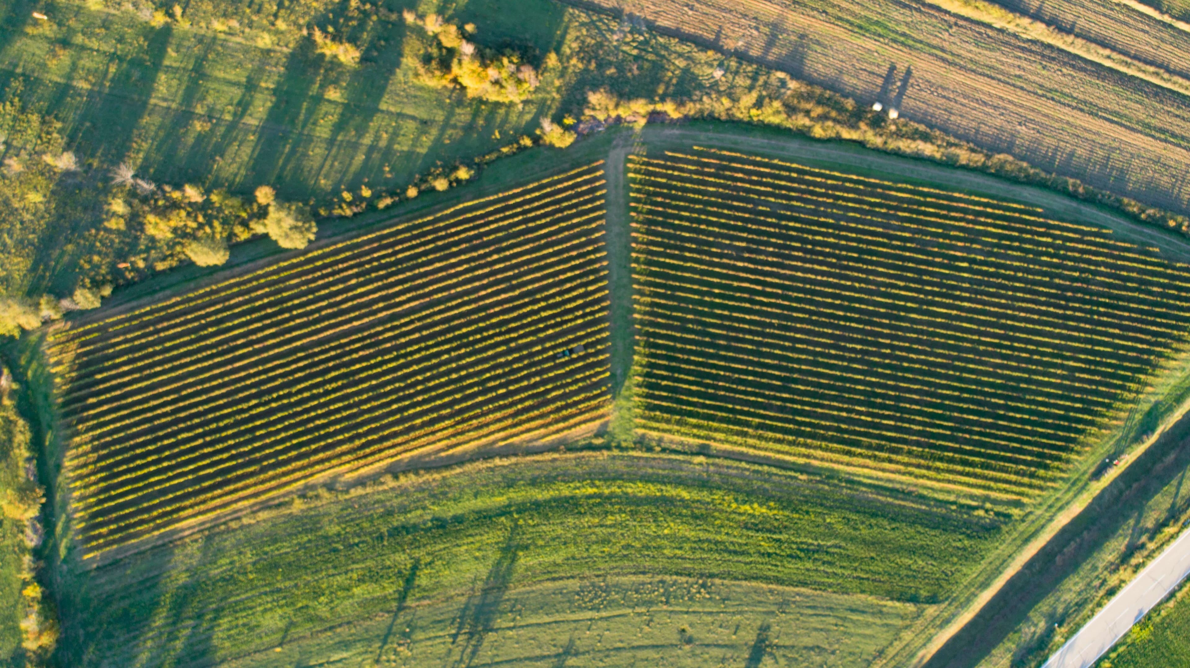 Vina Ramljak Vineyard