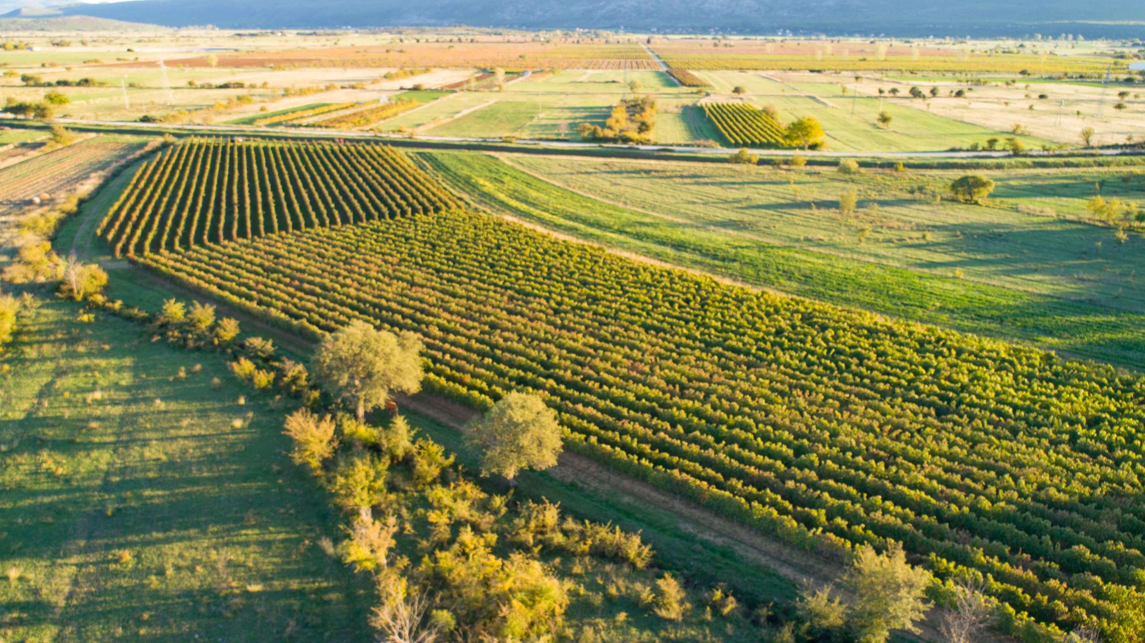 Vina Ramljak Vineyard