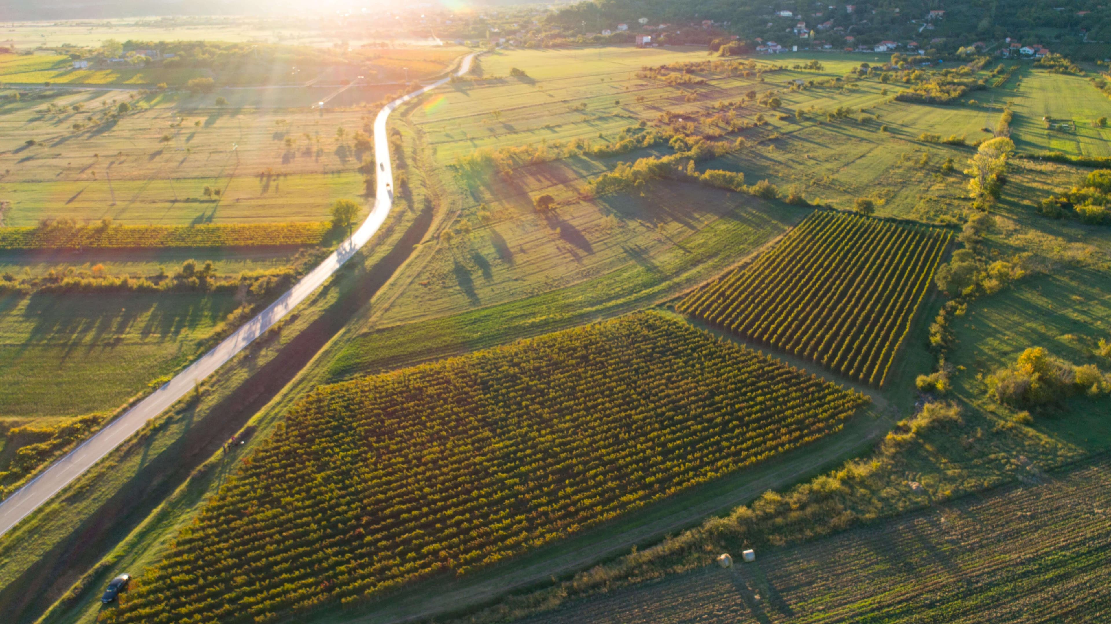 Vina Ramljak Vineyard